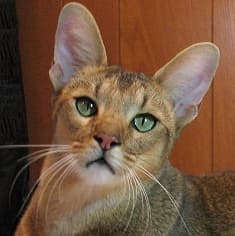 Chausie