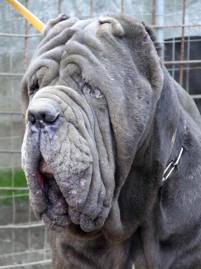 Mastino napoletano