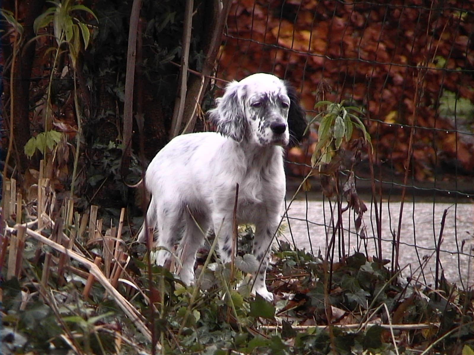 Engelse setter