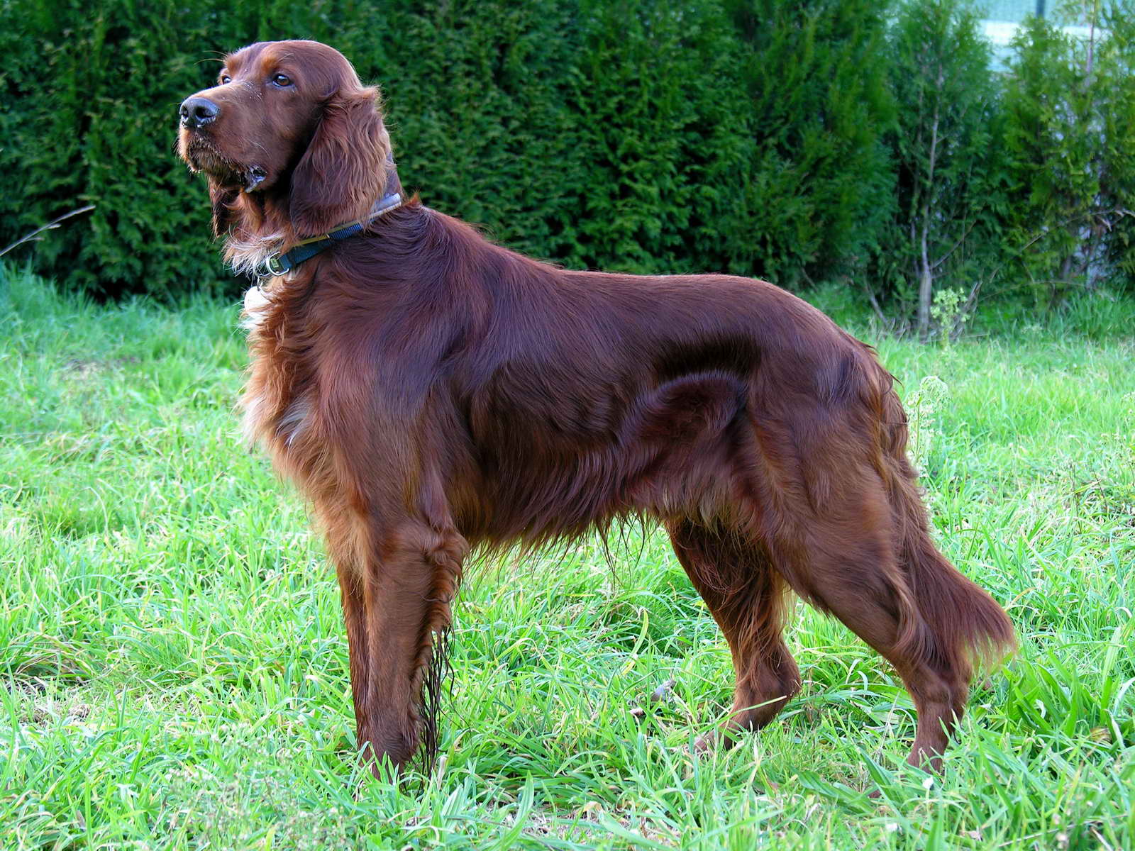 Ierse setter