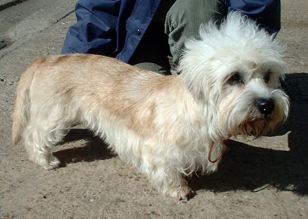 Dandie dinmont terriër