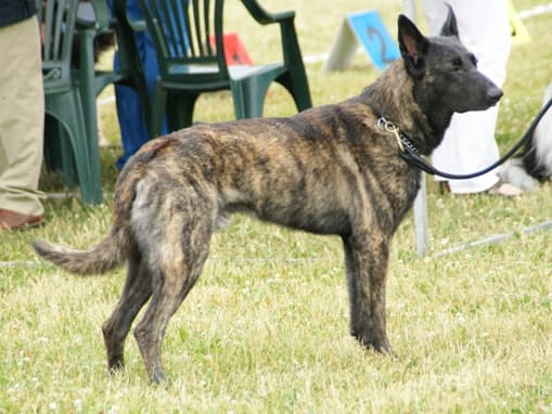 Hollandse herder korthaar