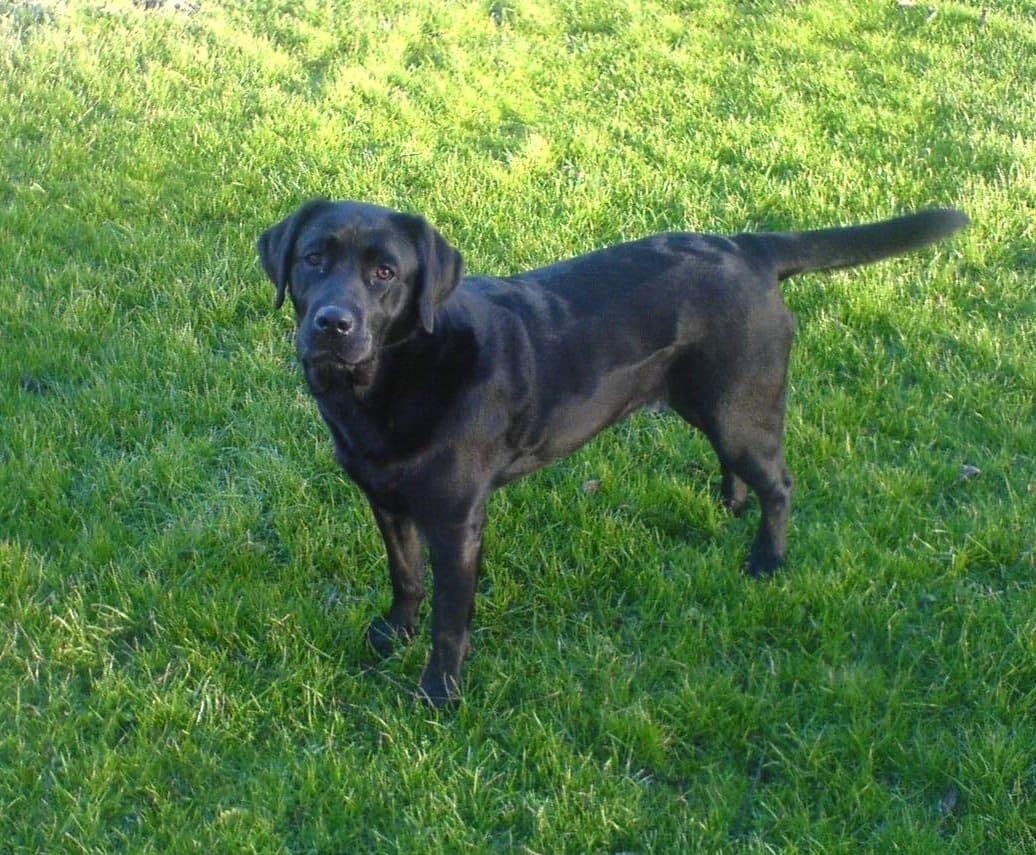 Labrador retriever