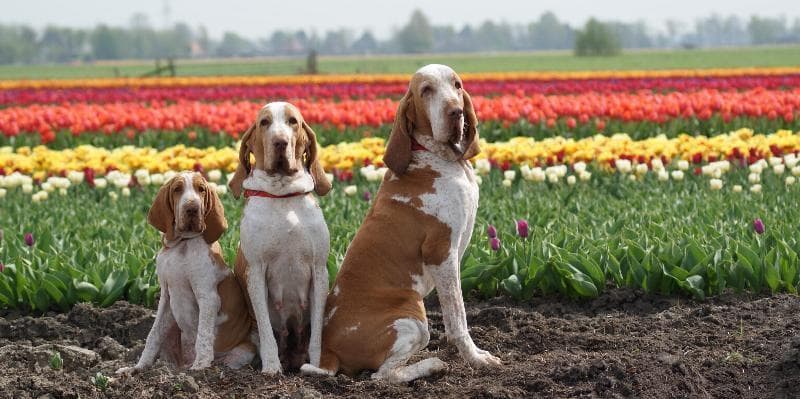 Bracco italiano