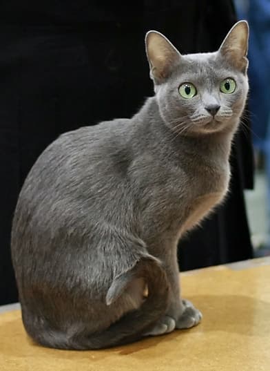 Korat