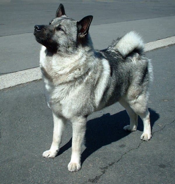 Noorse elandhond grijs
