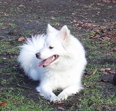 Keeshond