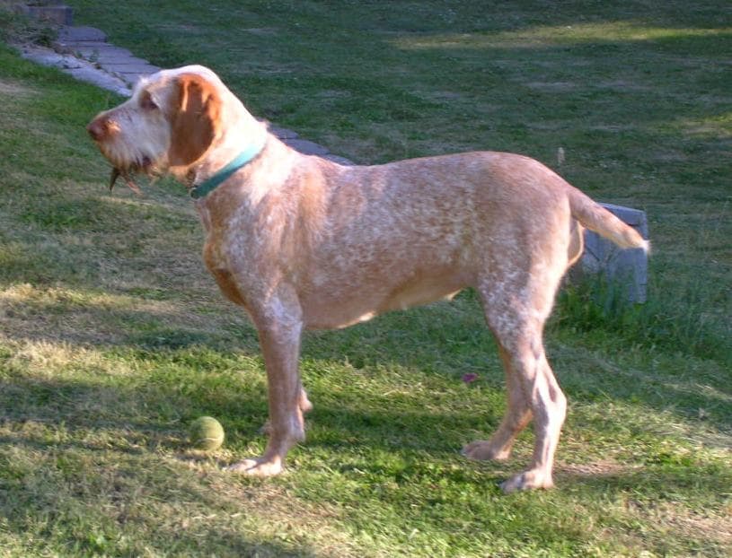 Spinone italiano