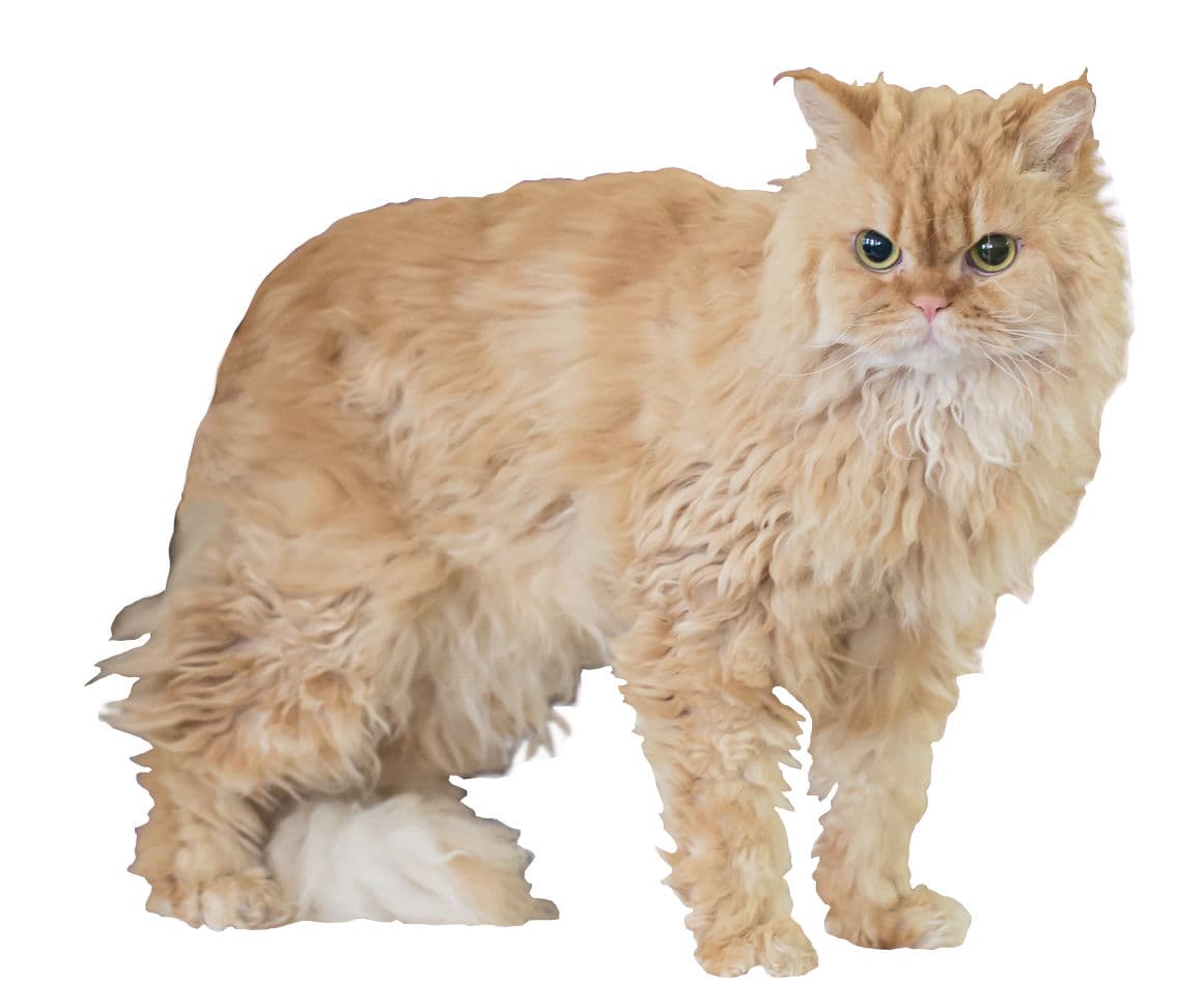 Selkirk rex langhaar