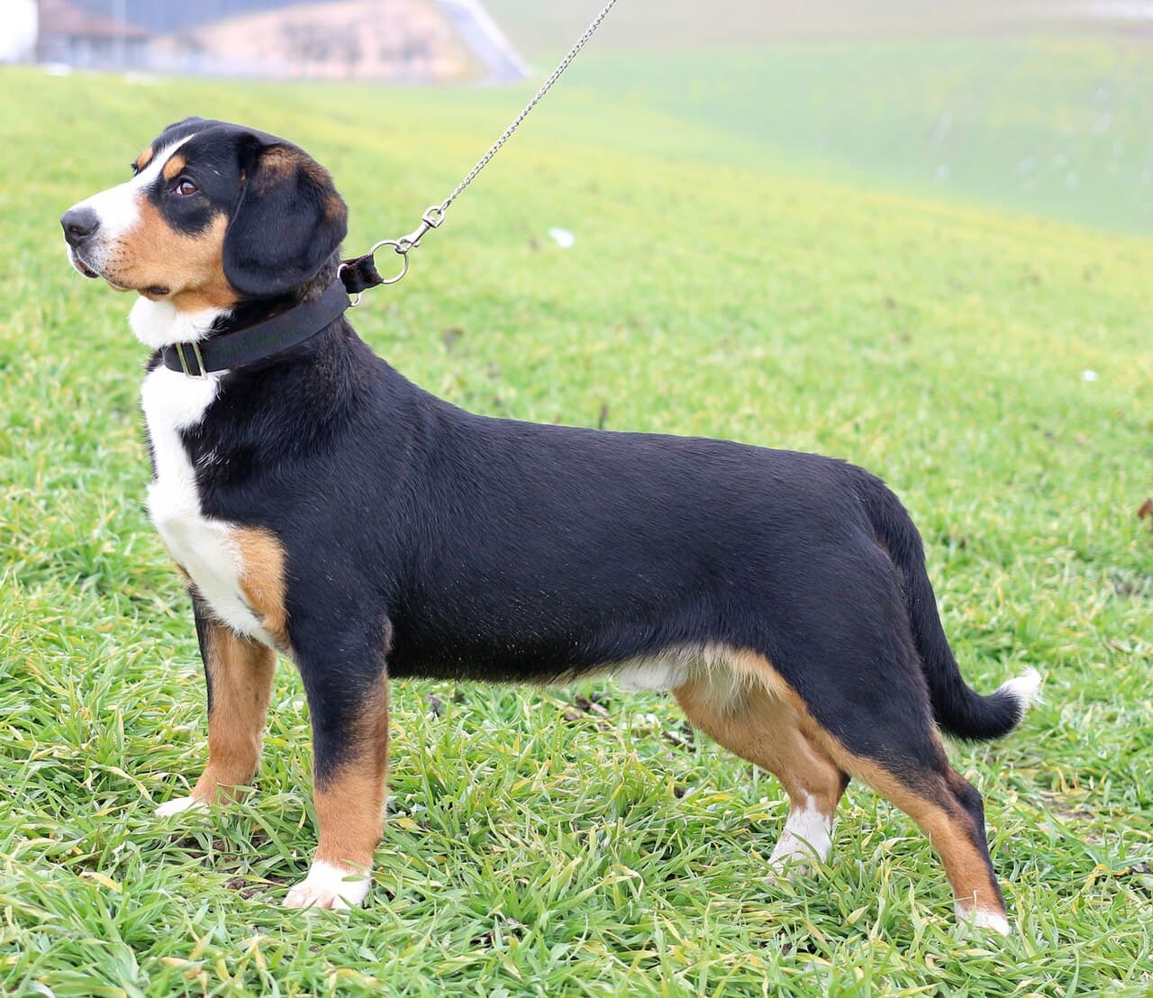 Entlebucher sennenhond