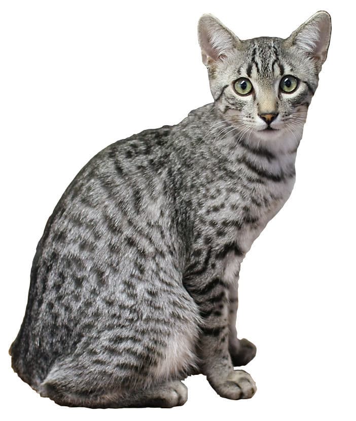 Egyptische mau