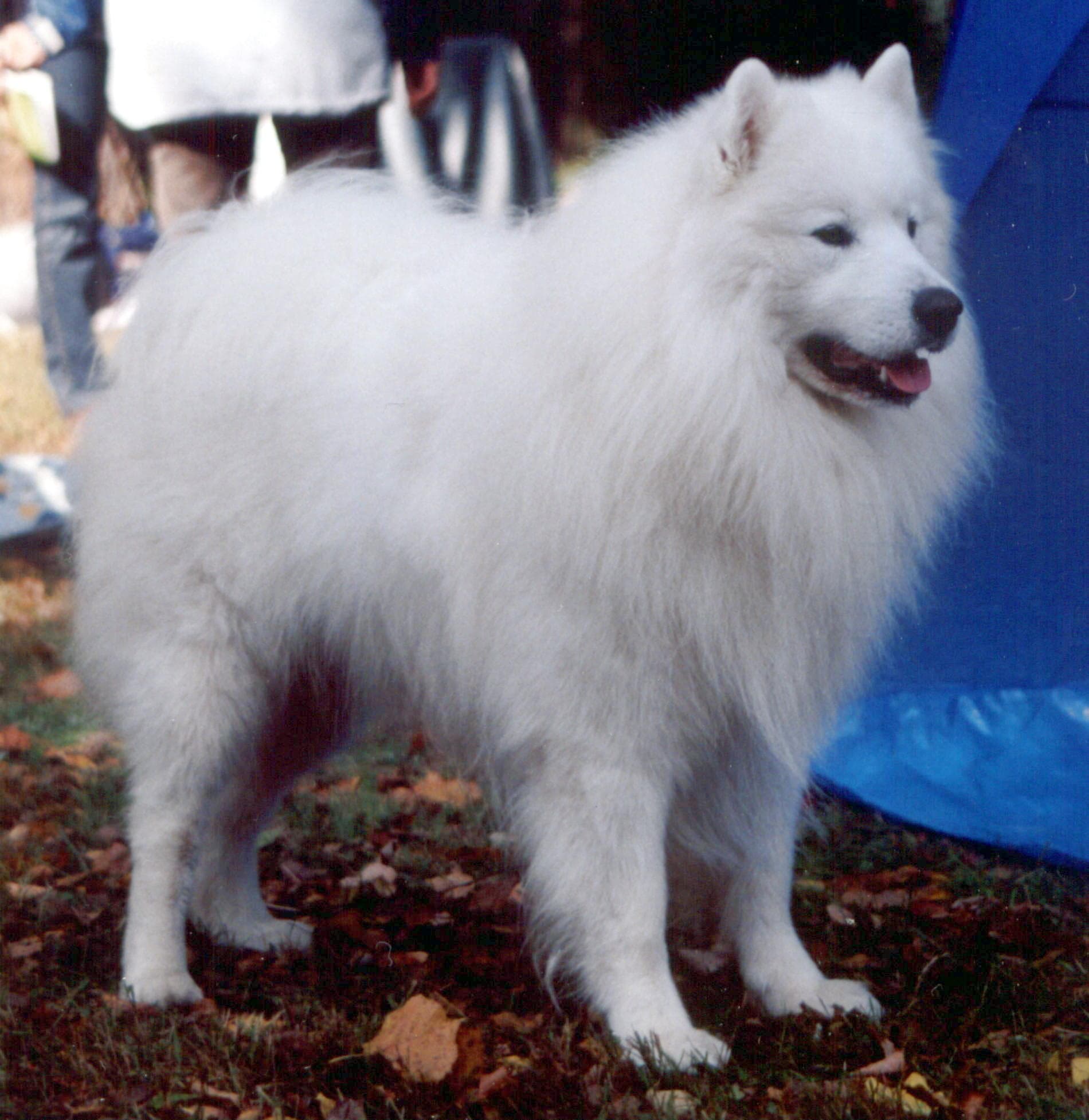 Samojeed
