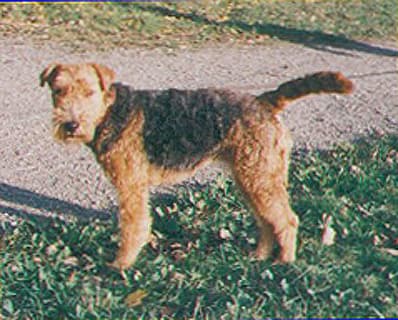 Welsh terriër
