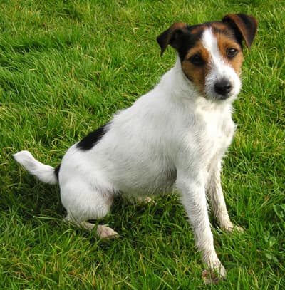 Parson russell terriër