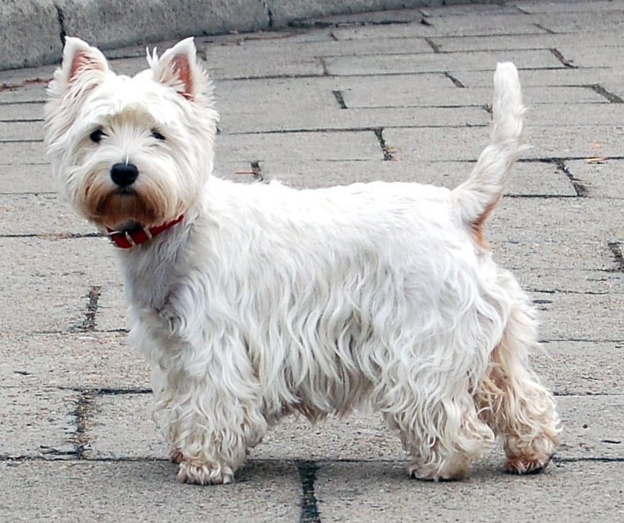 West highland white terriër