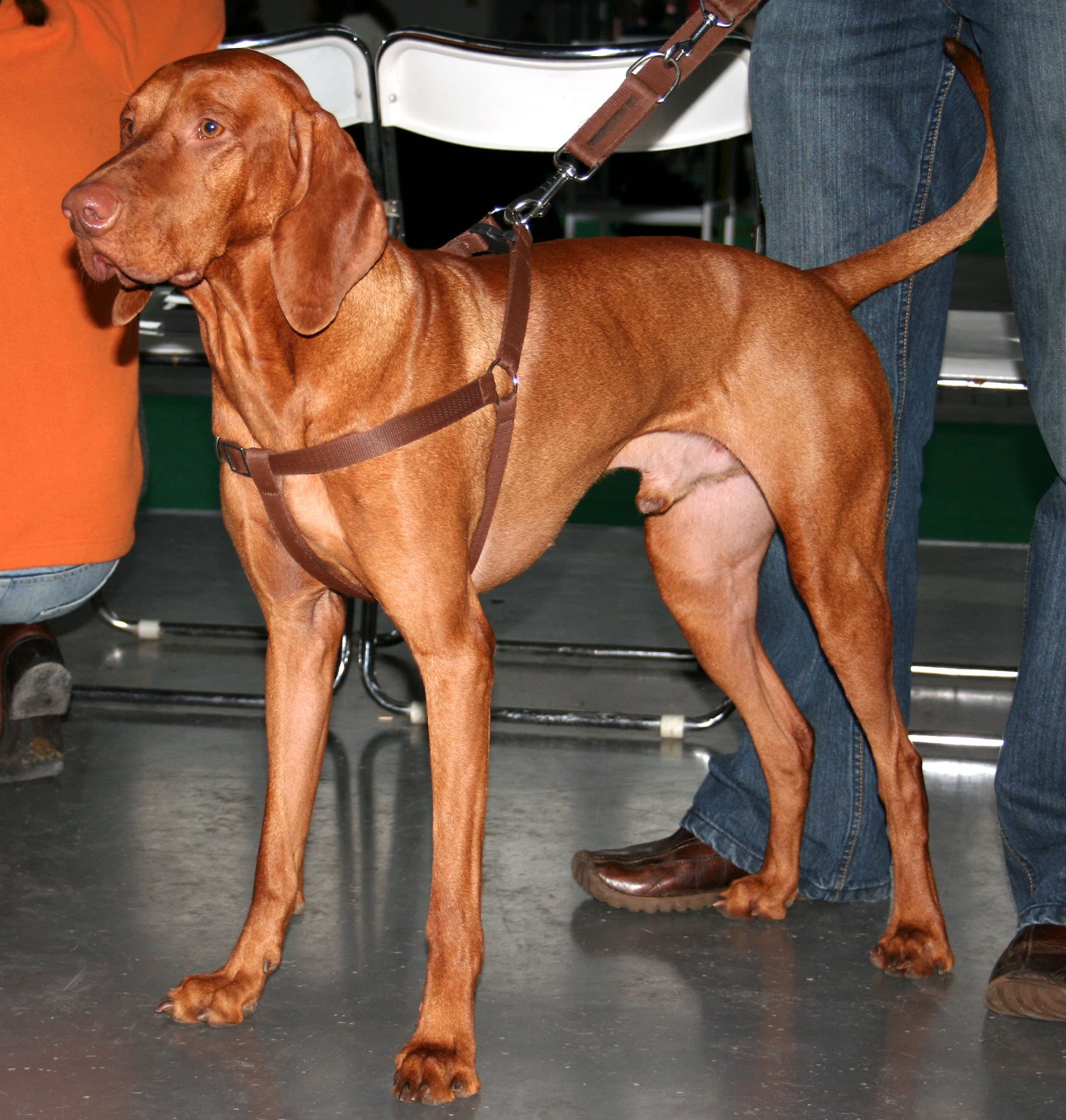 Vizsla draadhaar