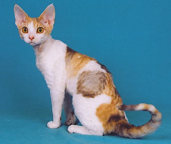 Devon rex