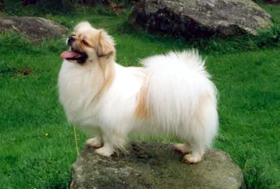 Tibetaanse spaniel