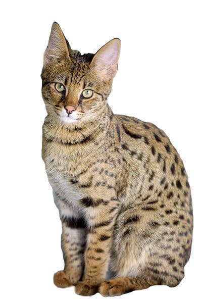 Savannah