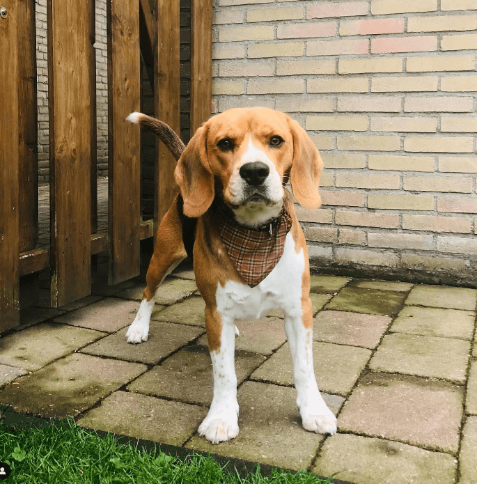 Beagle