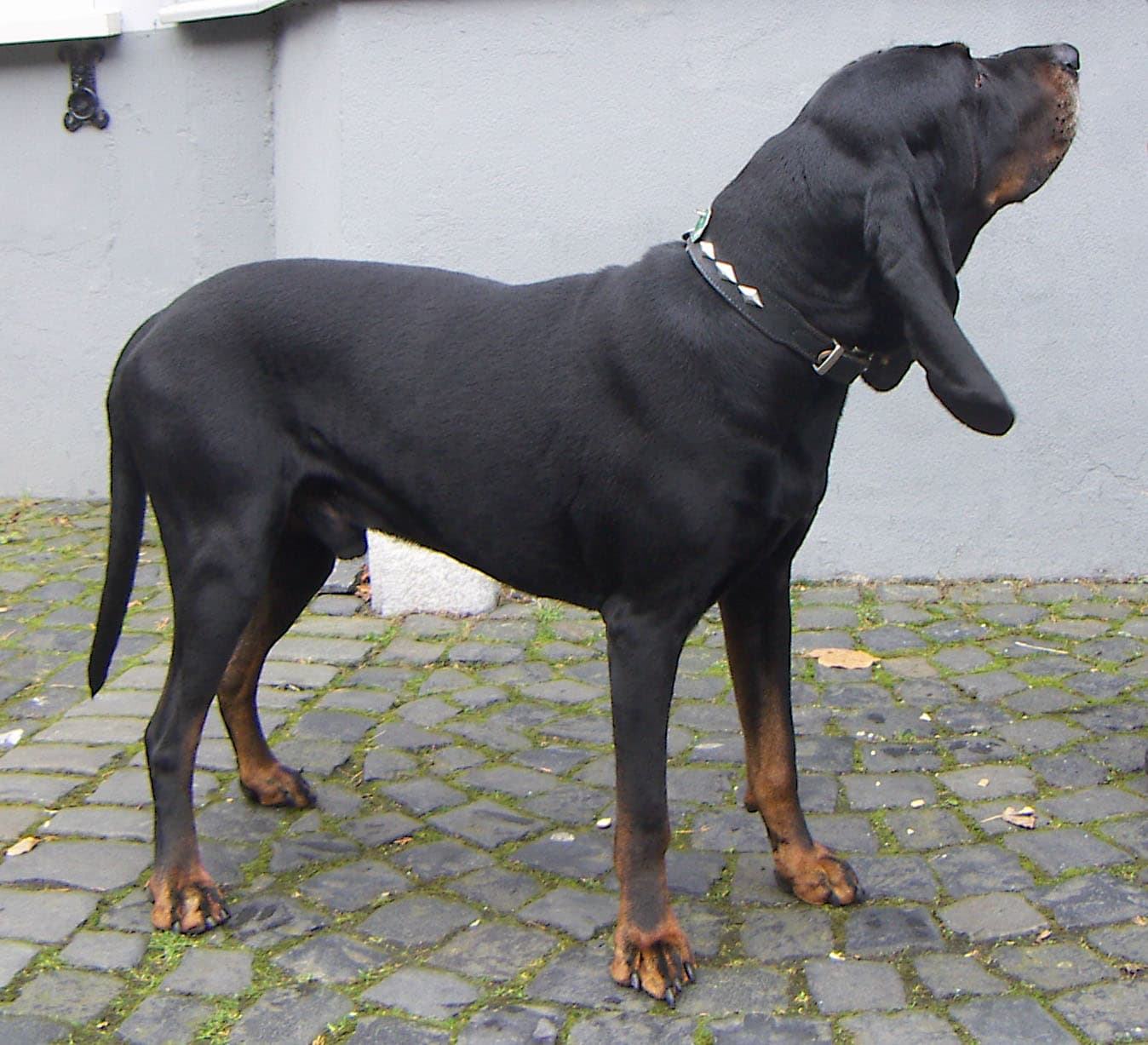 Black and tan coonhound