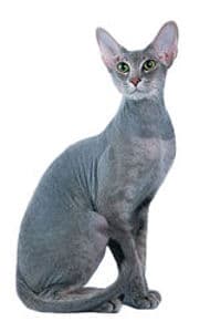 Peterbald
