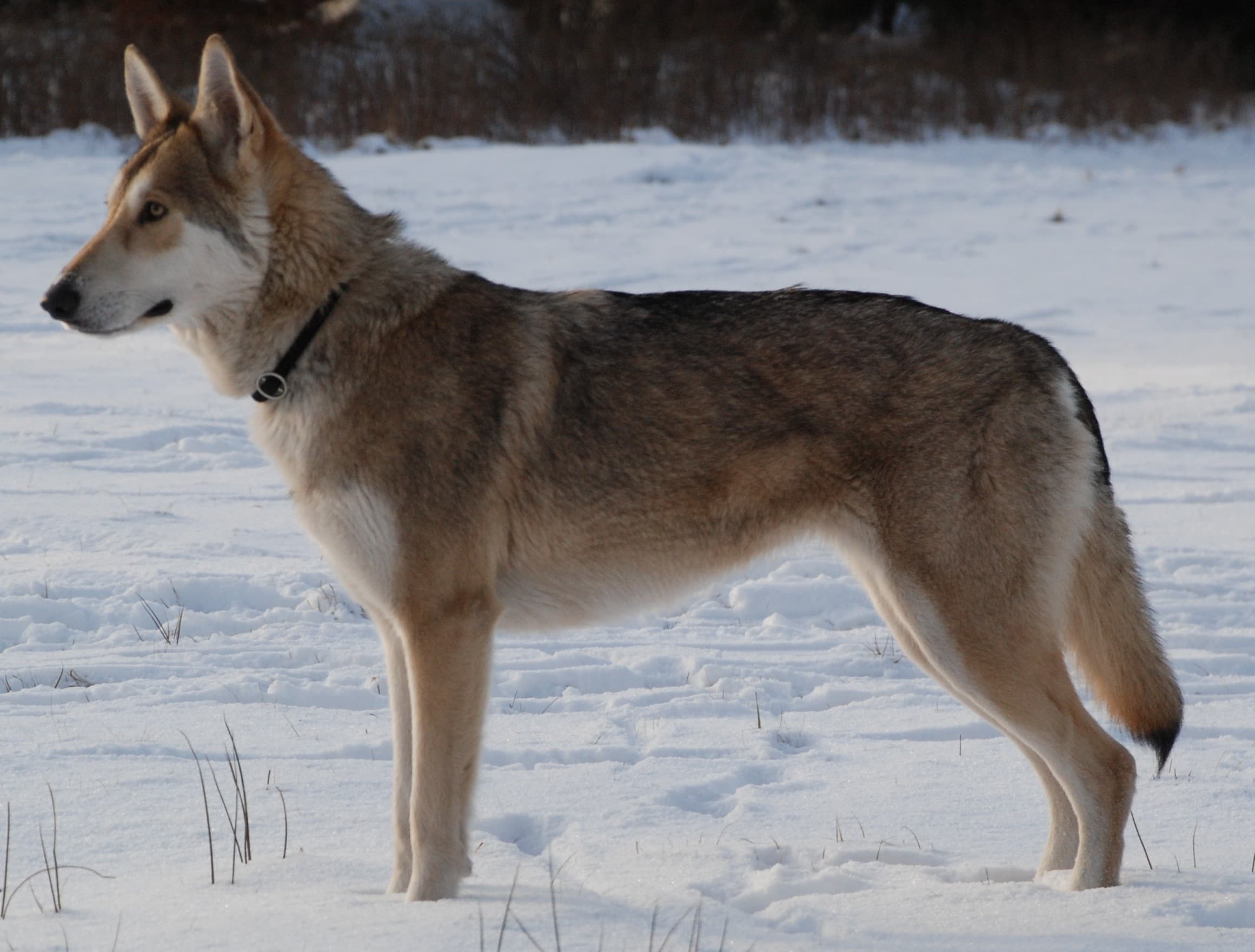 Saarlooswolfhond