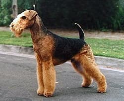 Airedale terriër