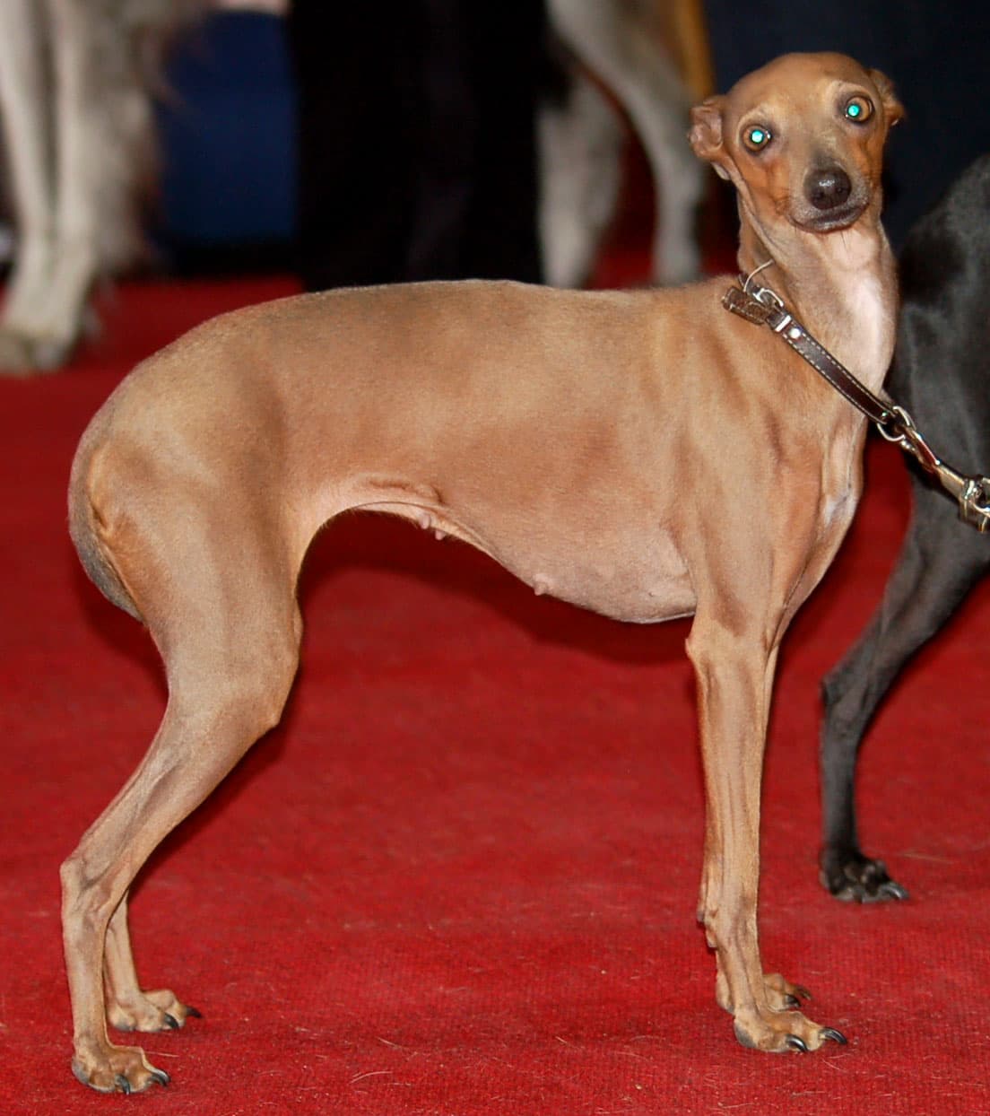 Italiaans windhondje