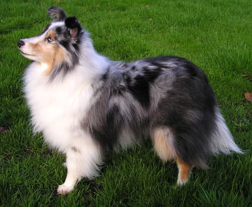 Shetland sheepdog