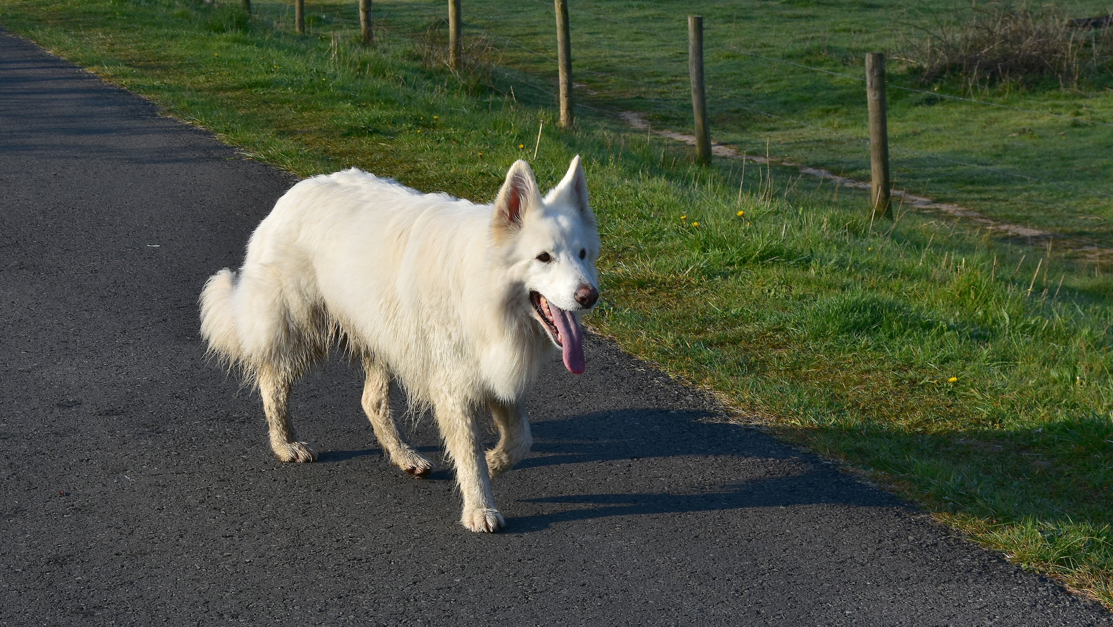 Zwitserse witte herder
