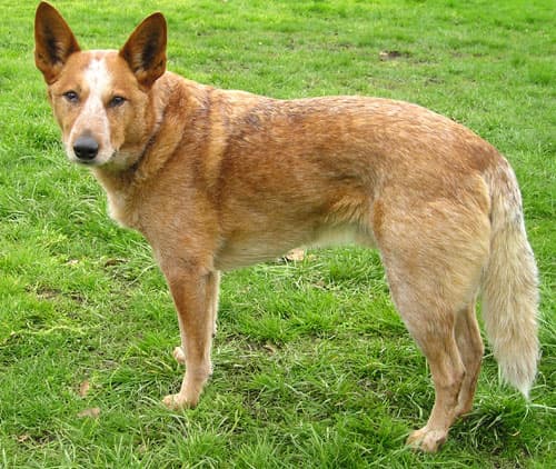 Australian cattle dog