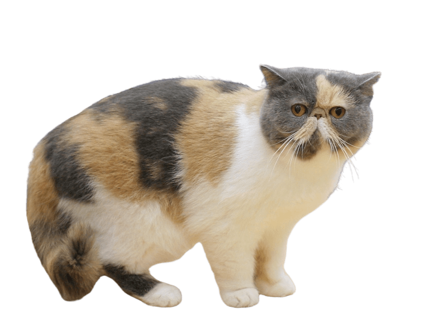 Exotic shorthair