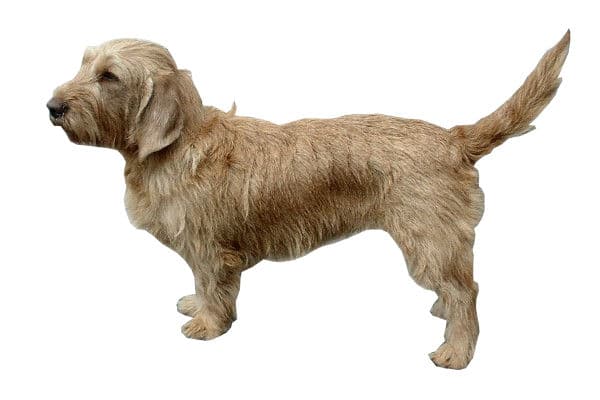Basset fauve de Bretagne