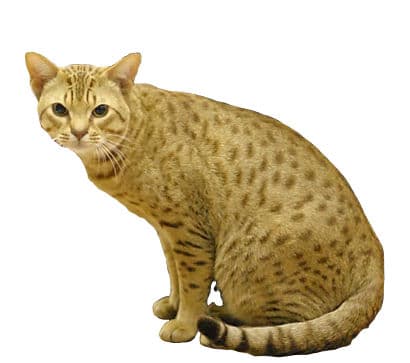Ocicat