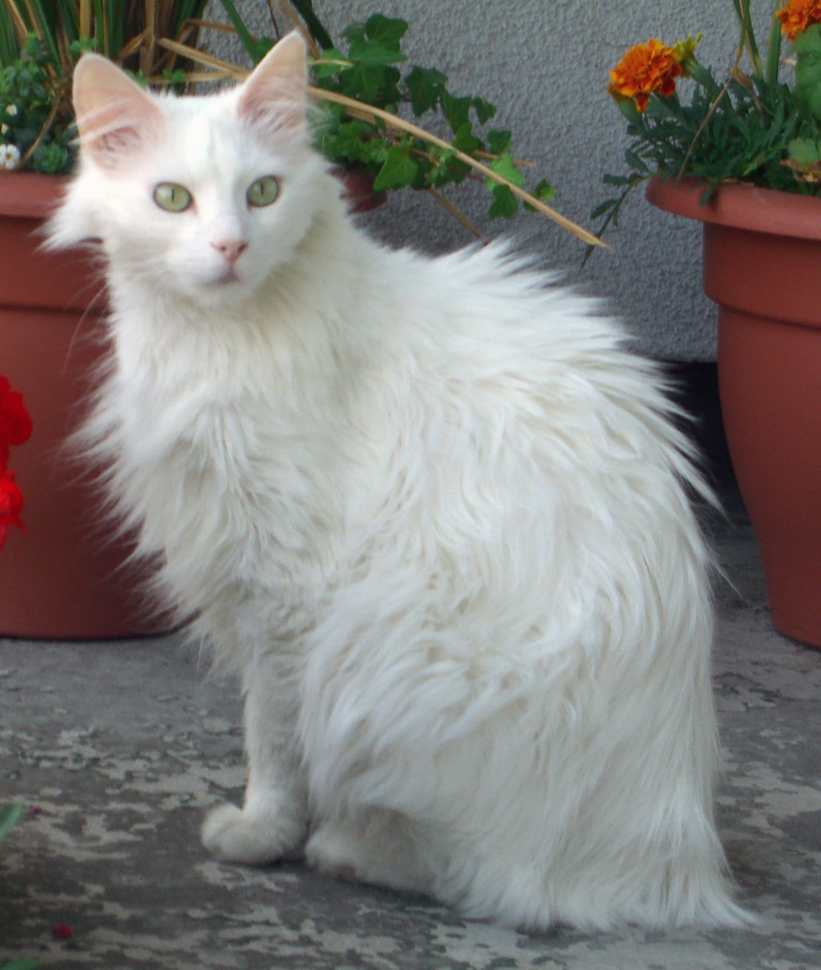 Turkse angora