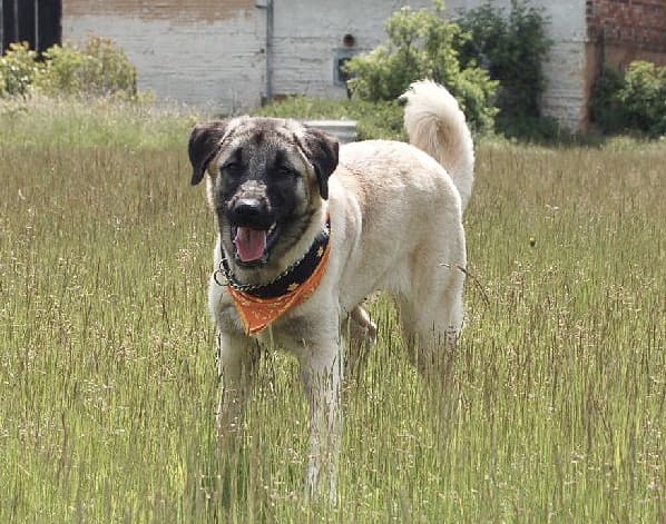 Anatolische herder