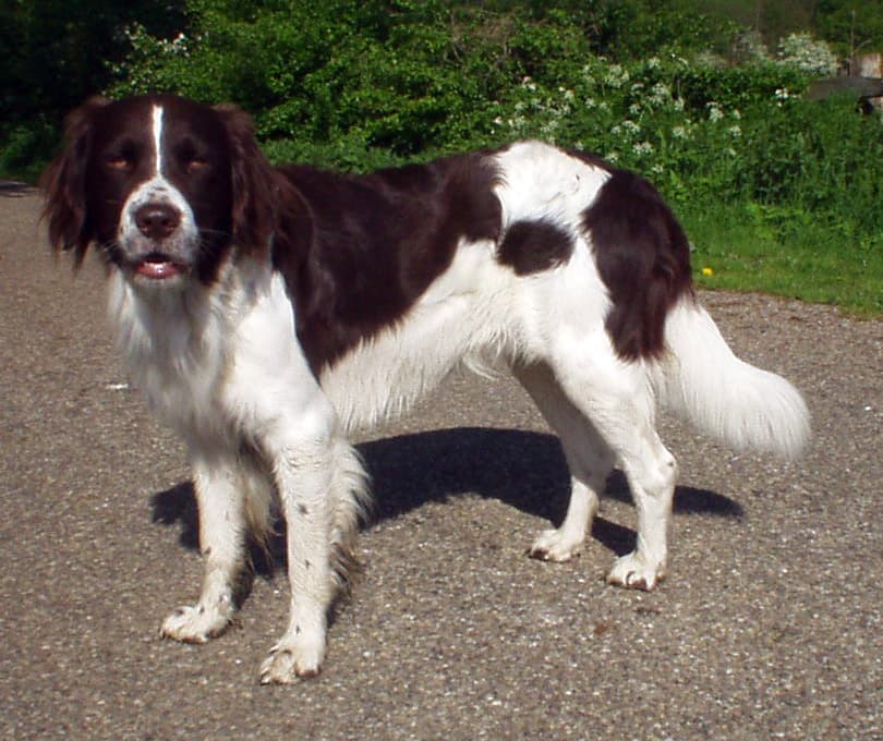 Drentse patrijshond