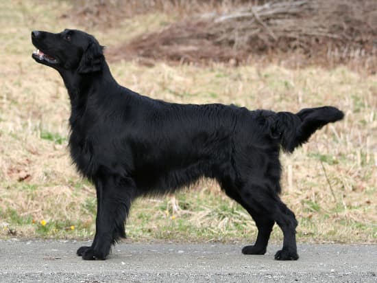 Flatcoated retriever