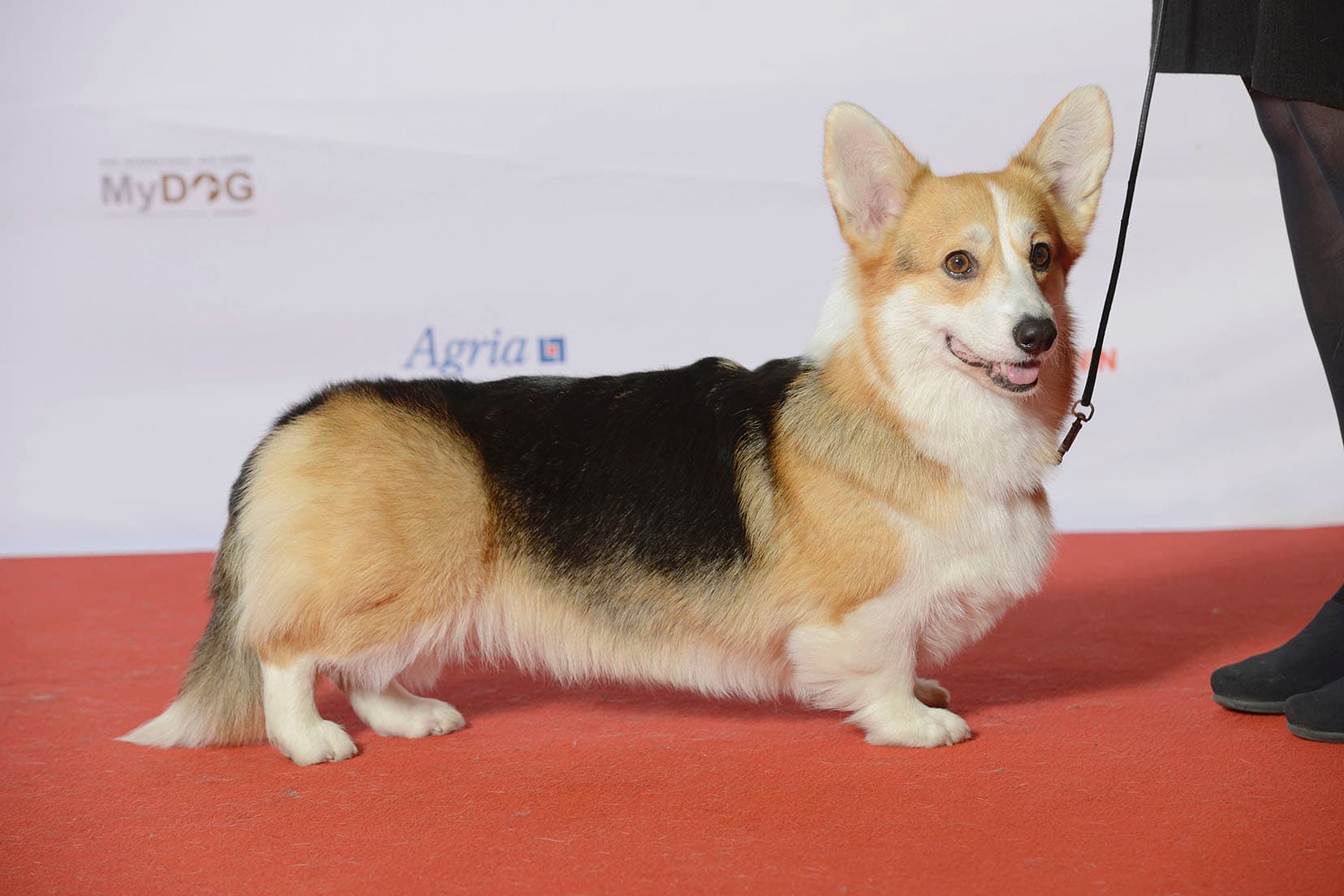 Welsh corgi pembroke