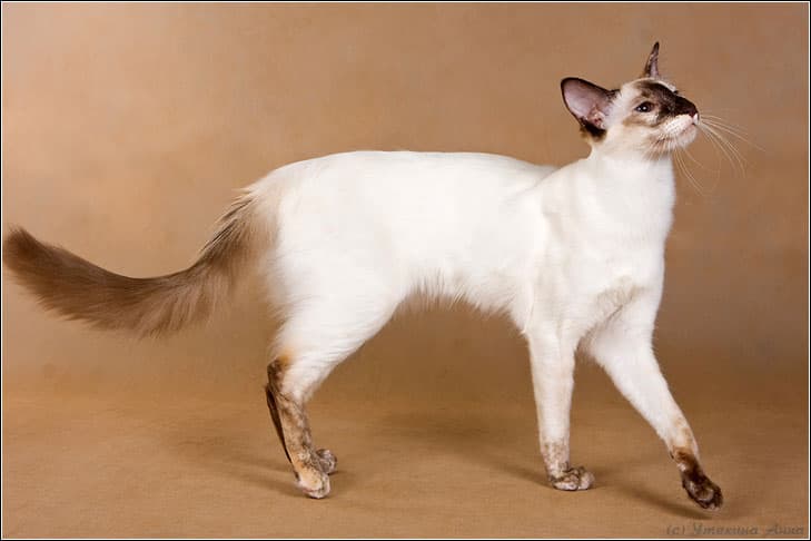 Balinees