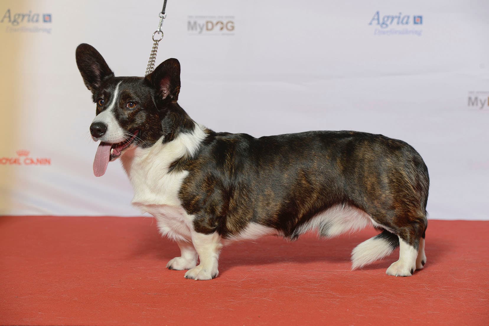 Welsh corgi cardigan