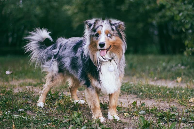 Miniature american shepherd