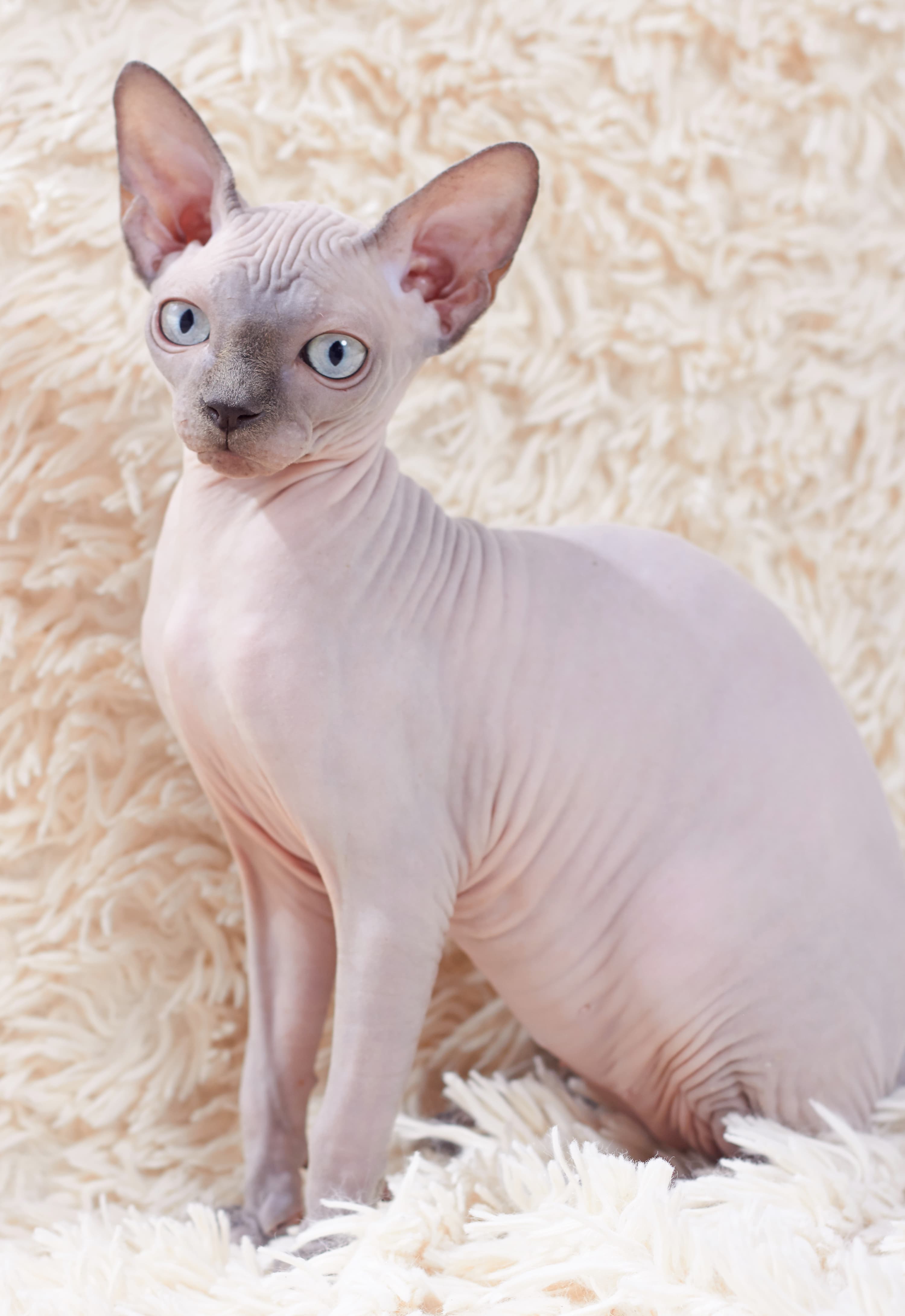 Sphynx