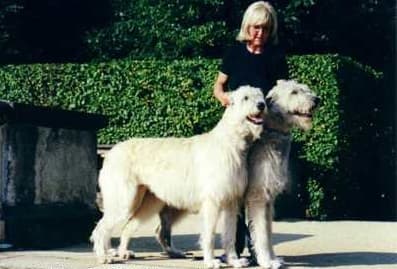 Ierse wolfshond