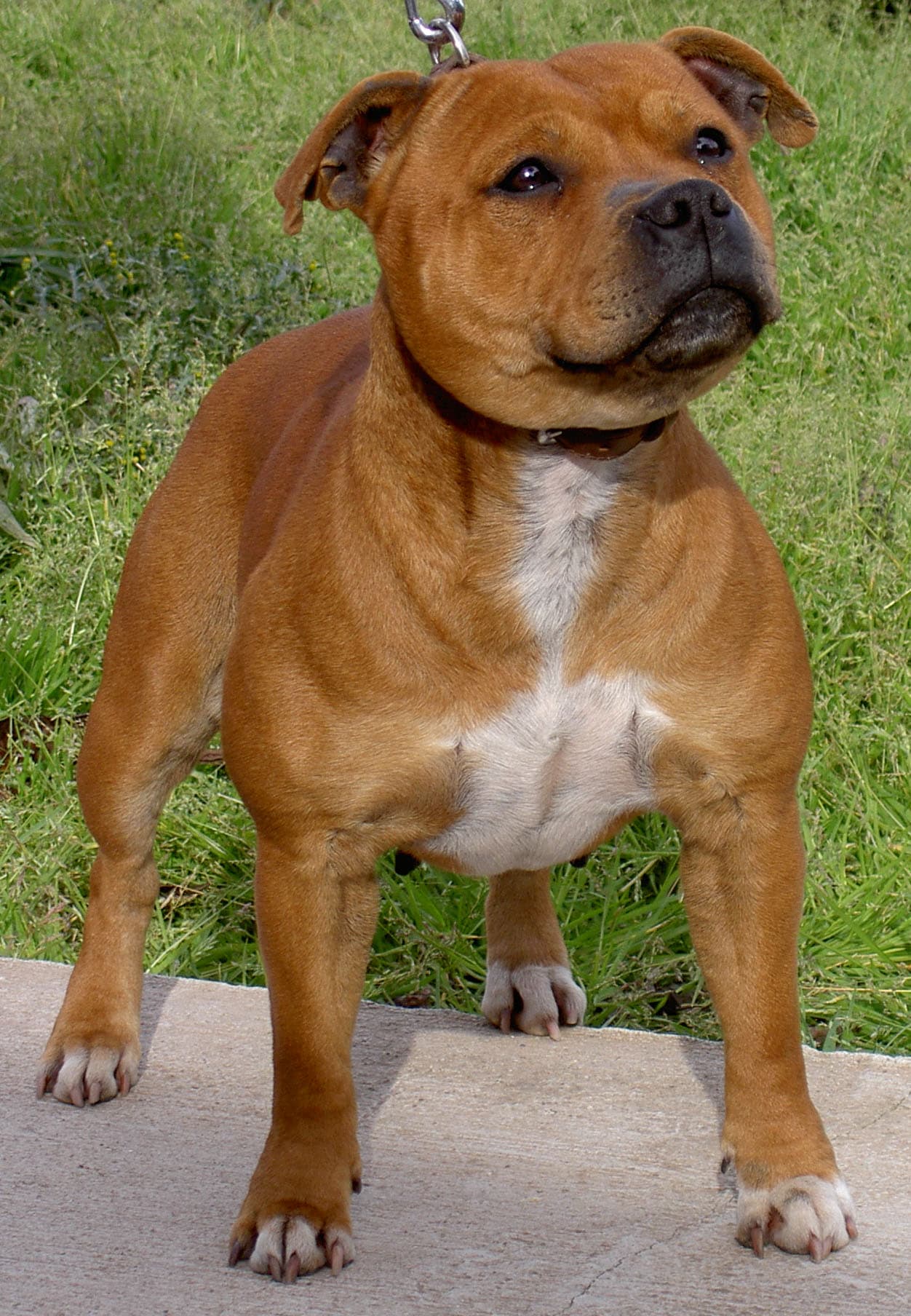 Staffordshire bull terriër