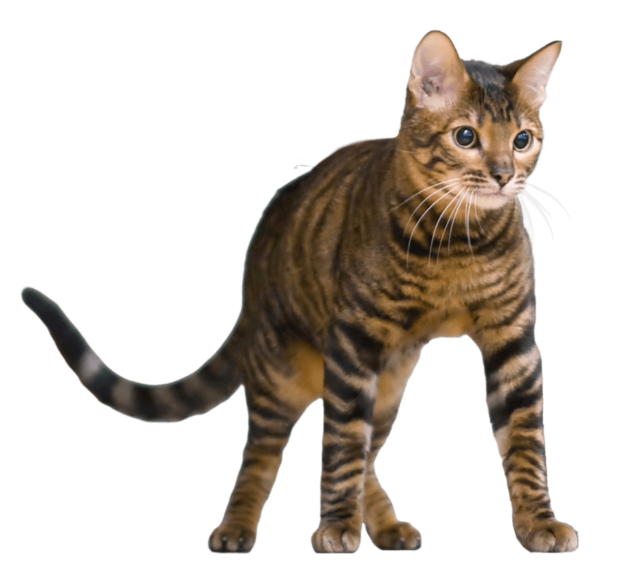 Toyger
