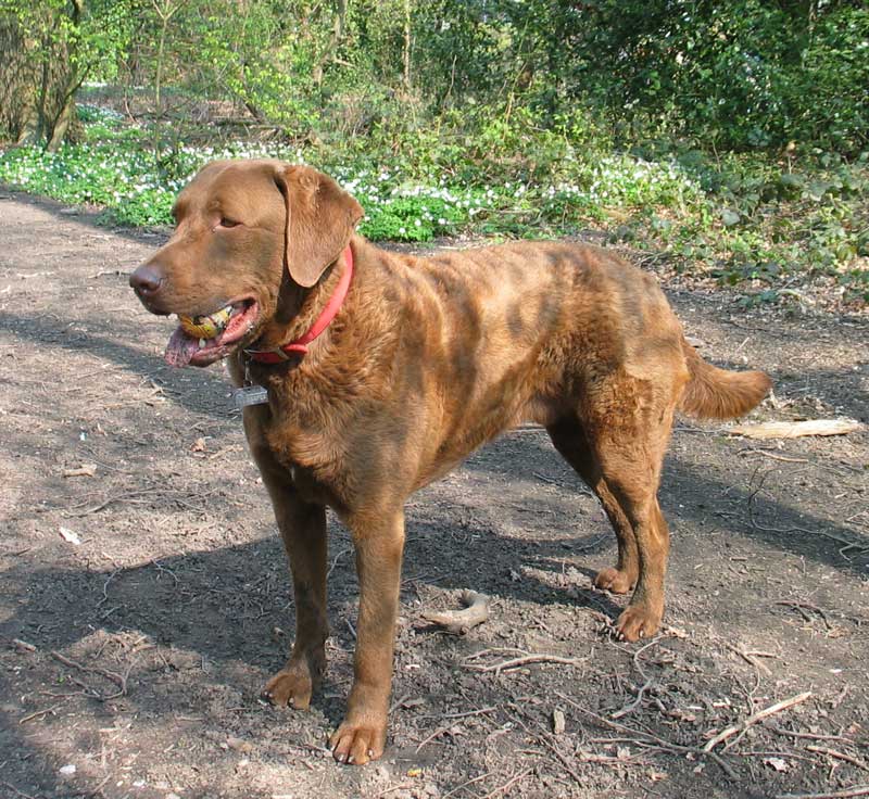Chesapeake bay retriever