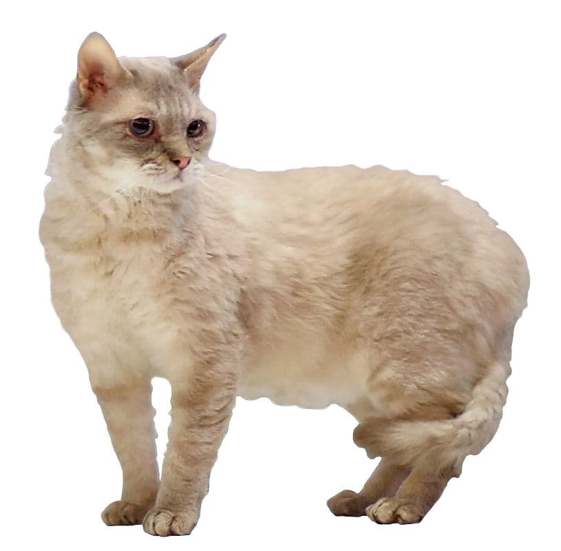 German rex