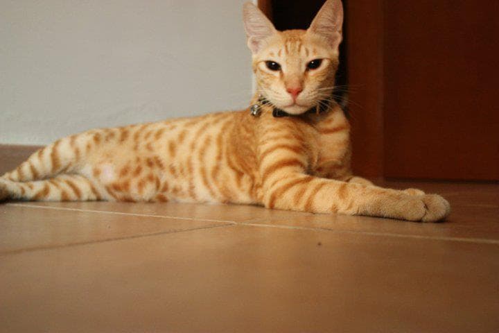 Arabian mau